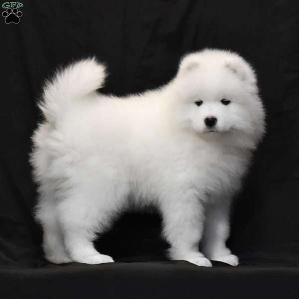 Symantha, Samoyed Puppy